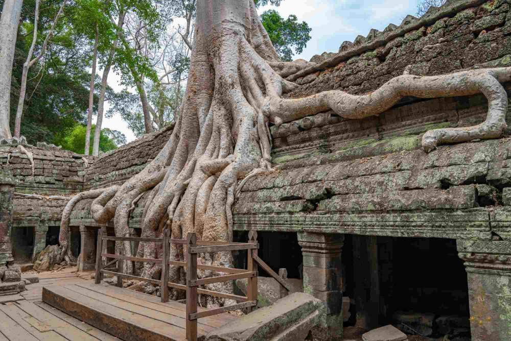 Ta Prohm Jungle Temple Overgrown Ruins Private Guided Tour Angkor Cambodia