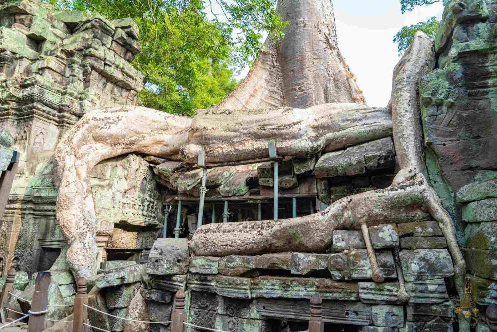 Ta Prohm Temple Giant Tree Roots Ancient Ruins Angkor Siem Reap Cambodia