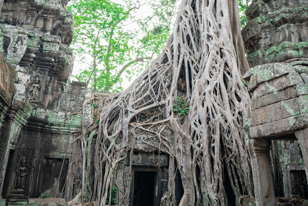 Ta Prohm_ Ancient Stones Surrounded by Jungle